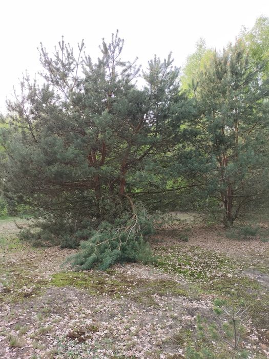 Działka z klimatem 2,70ha