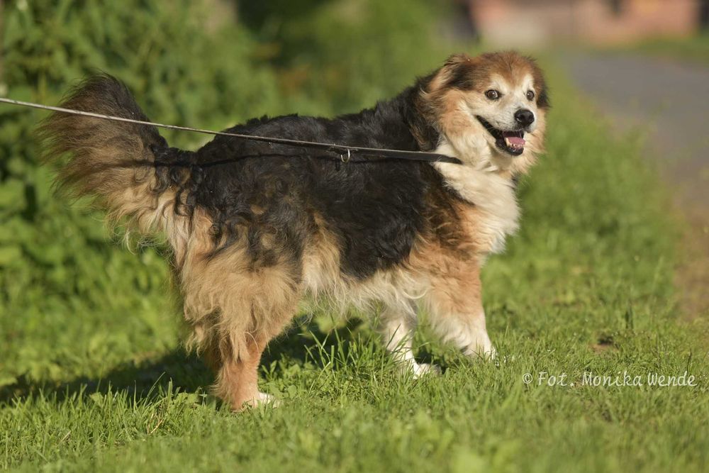Ruletka_ pozytywny i pełen energii. Adopcja.