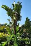 sementes strelitzia nicolai