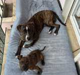 staffordshire terrier