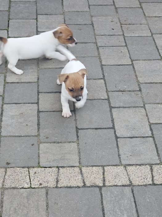 Jack russell terrier