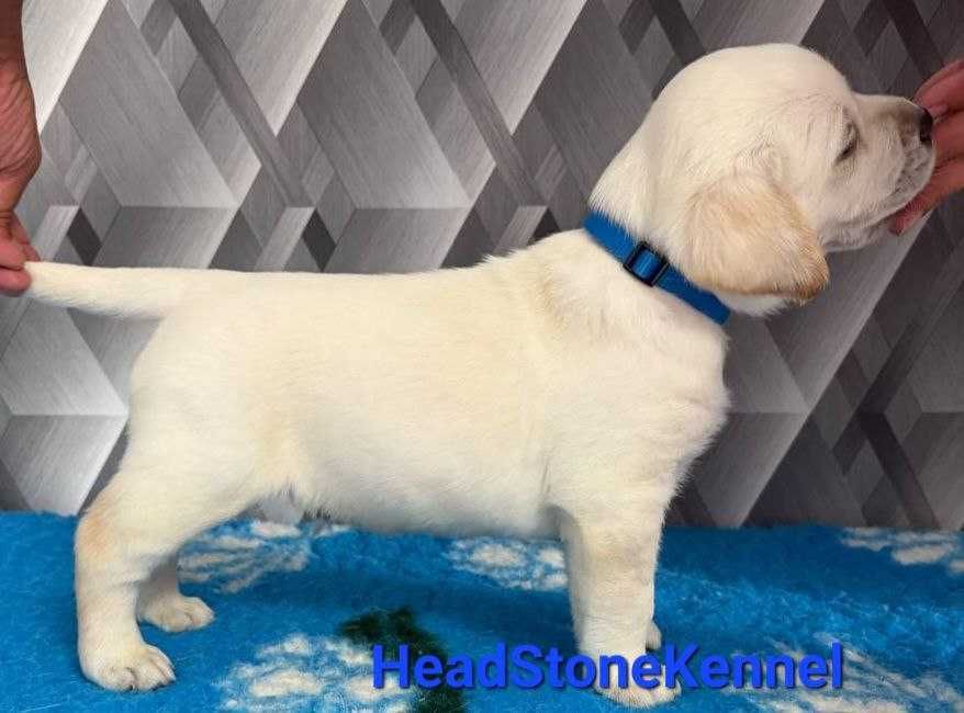 Лабрадор ретривер Щенки КСУ