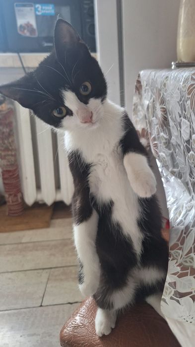 Кошеня безпритульне,стерилізую