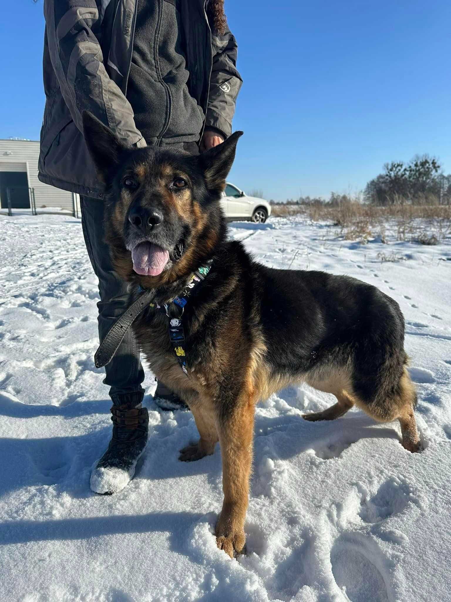 Hades - mądry psystojniak szuka domu ADOPCJA