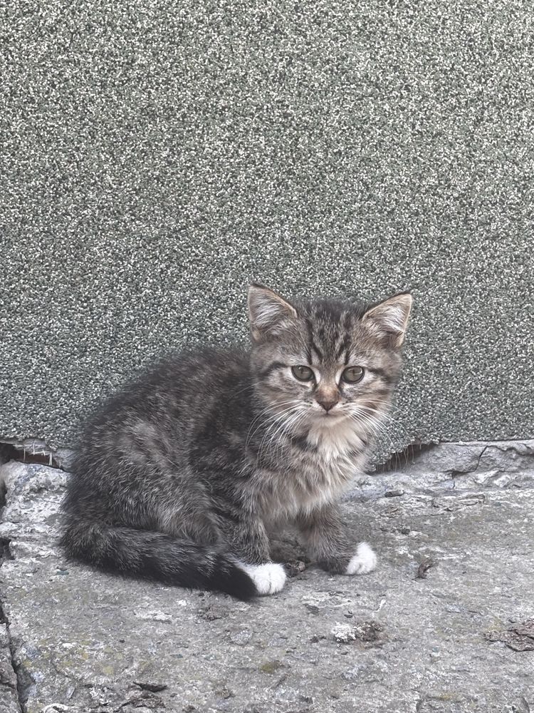 Кошенята в добрі руки!!!