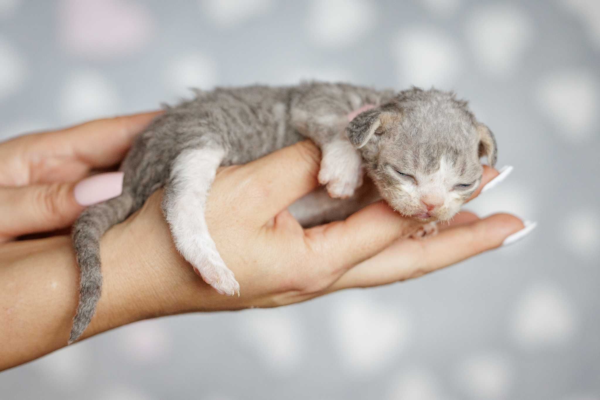 Devon Rex* chłopczyk* niebieski bicolor pręgowany