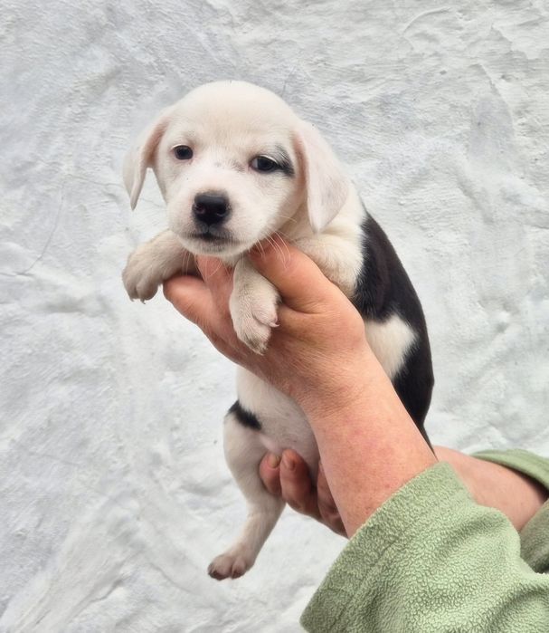 Цуцики у добрі руки! Безкоштовна доставка по Київській області!