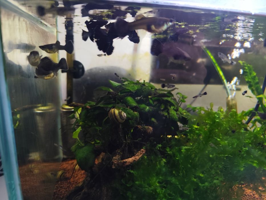 Guppys black moscow