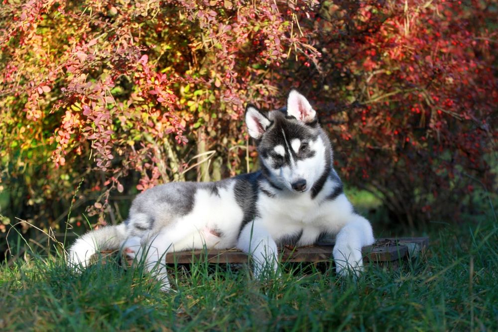 Siberian Husky FCI ZKwP