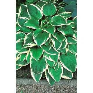 Funkia/hosta dwubarwna, zestaw 2 doniczek z roślinami