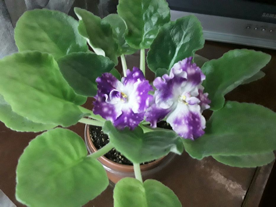 Фиалки сортовые детки