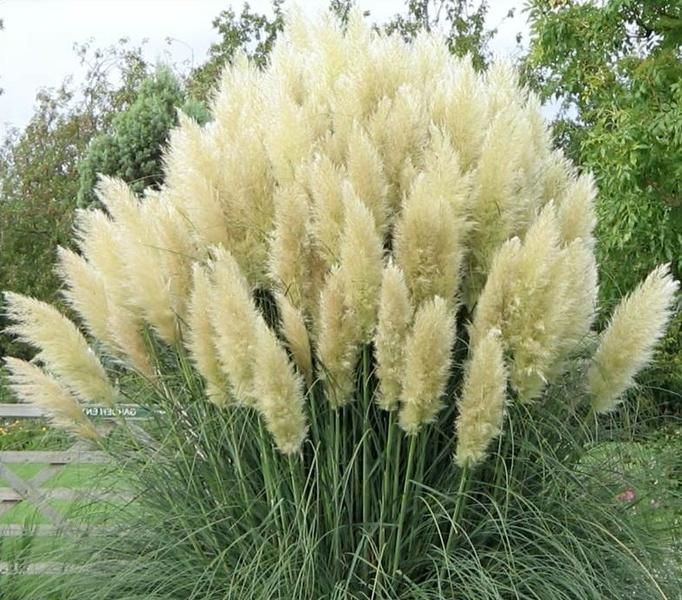 Trawa pampasowa w doniczce 0,5l