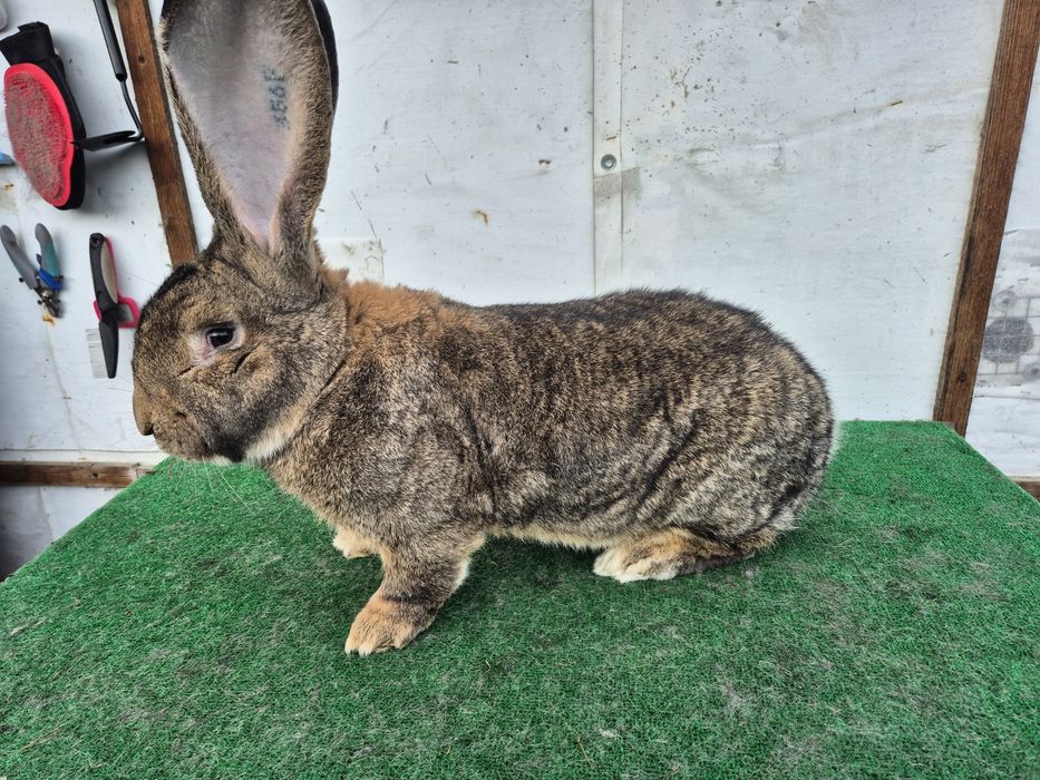 Olbrzym Belgijski samiec