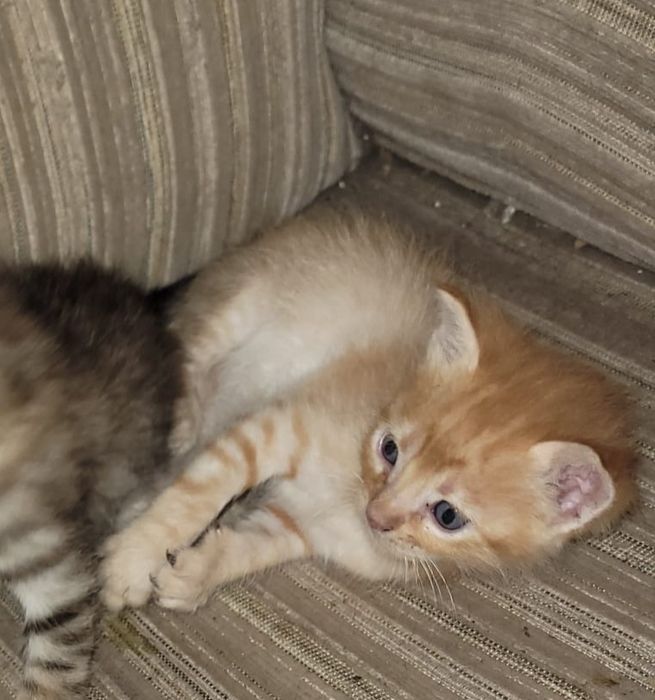 Gatinhos para adopção