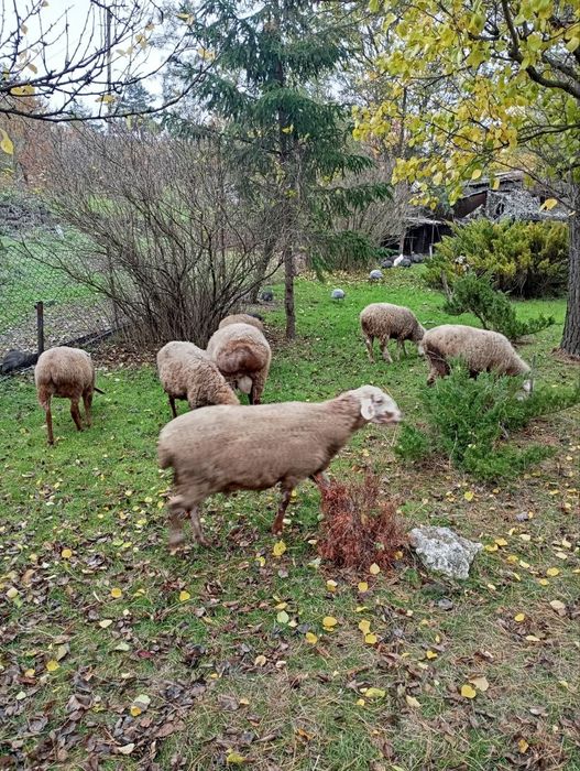 Продам  племенных баранов