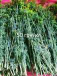 Укроп , петрушка