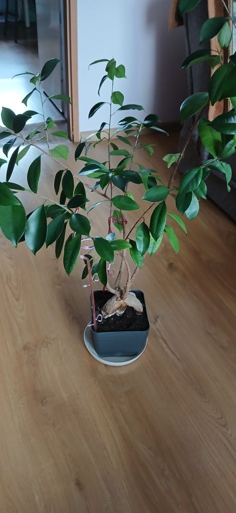 Drzewko Bonsai wys. około 120cm.