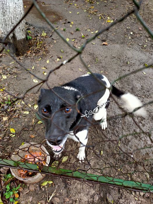 Собачка кличка Рада