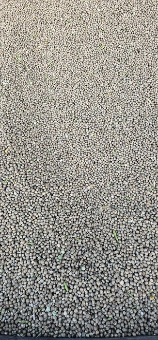 Łubin gorzki ekologiczny z certyfikatem