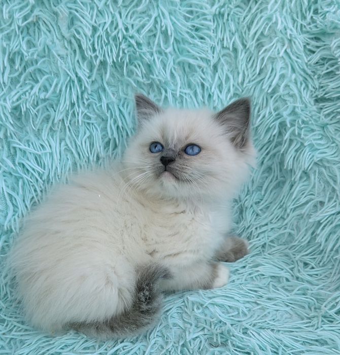 Kocurek Ragdoll     .