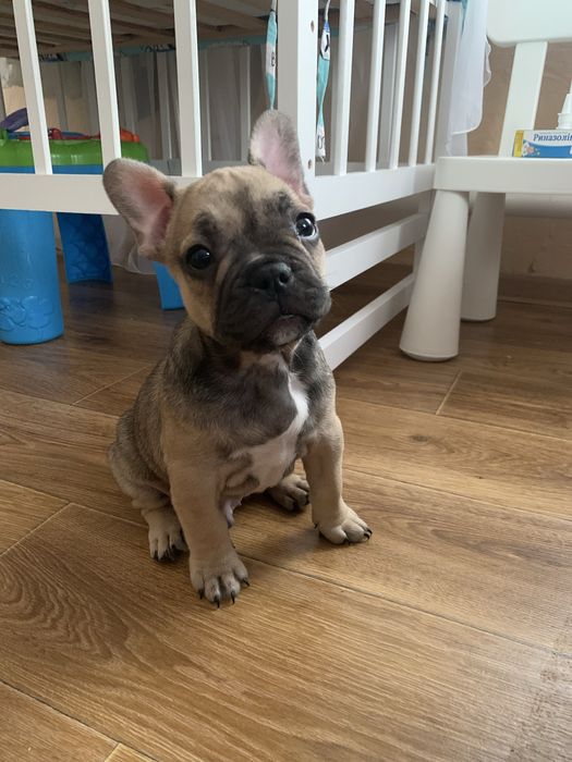 ( Вʼязка  перша  ) Шукаємо  дівчинку для французького бульдога