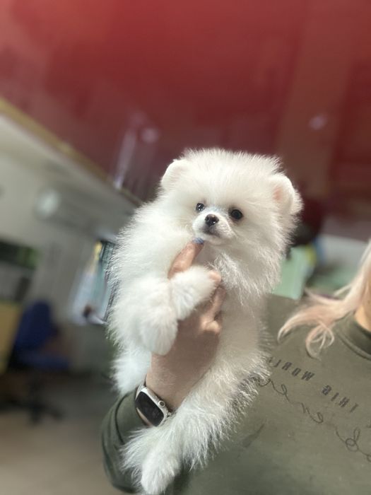 ПомШпиц малышка 3 месяца