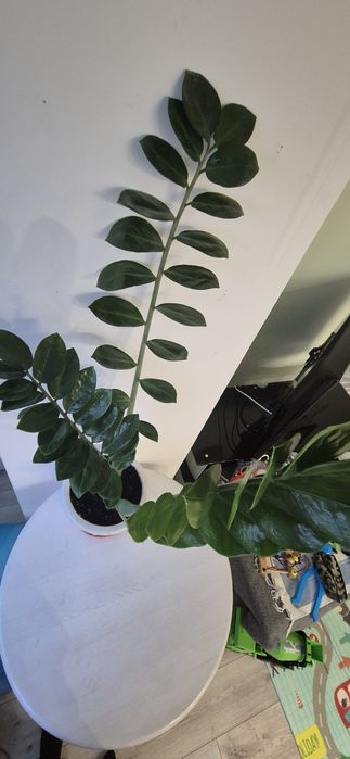 Замиокулькас, заміокулькас,валлютное дерево