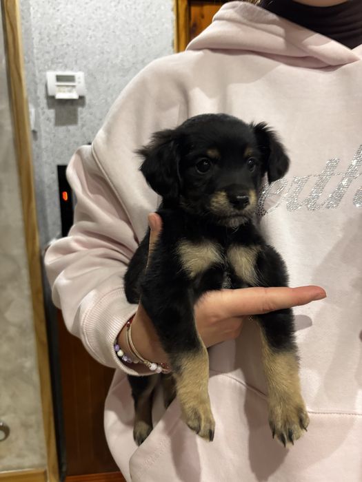 Oddam Śliczne pieski