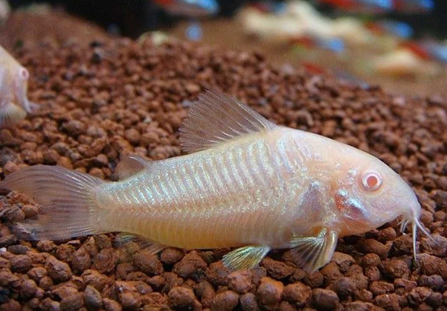 Kirysek spiżowy odmiana ALBINOTYCZNA - Corydoras - Kirys albinos