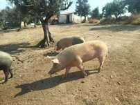 Porco  macho....