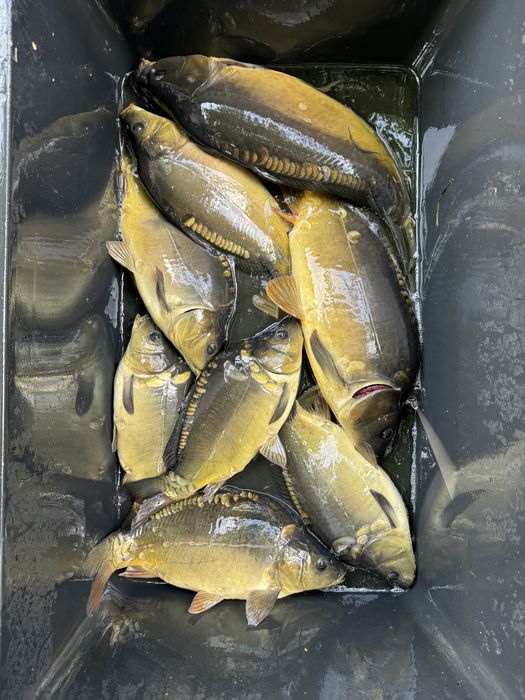 Karp amur żywy sprzedaż ryba handlówka