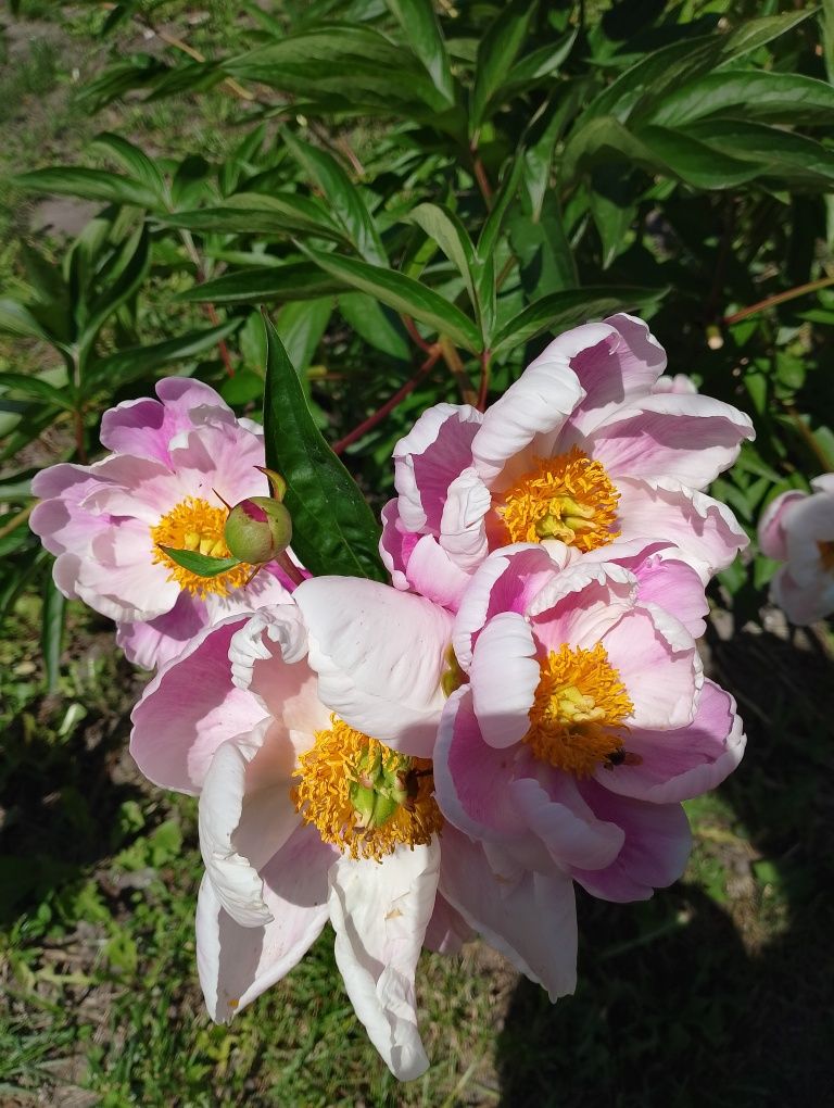 Peonie bordowe białe i różowe