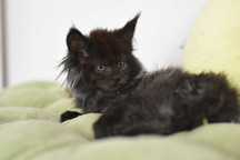 Czarna Kotka Maine Coon/Rodowód FPL