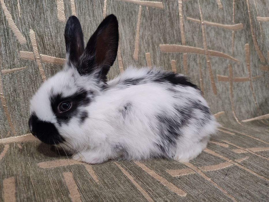 Кролики и крольчата продам