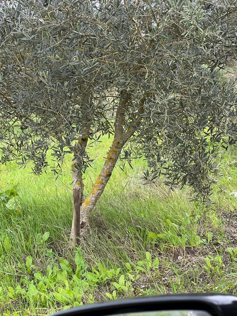 Oliveiras para jardim