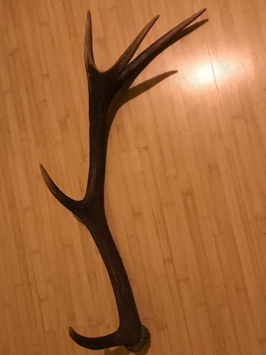 Poroże jelenia oryginalne