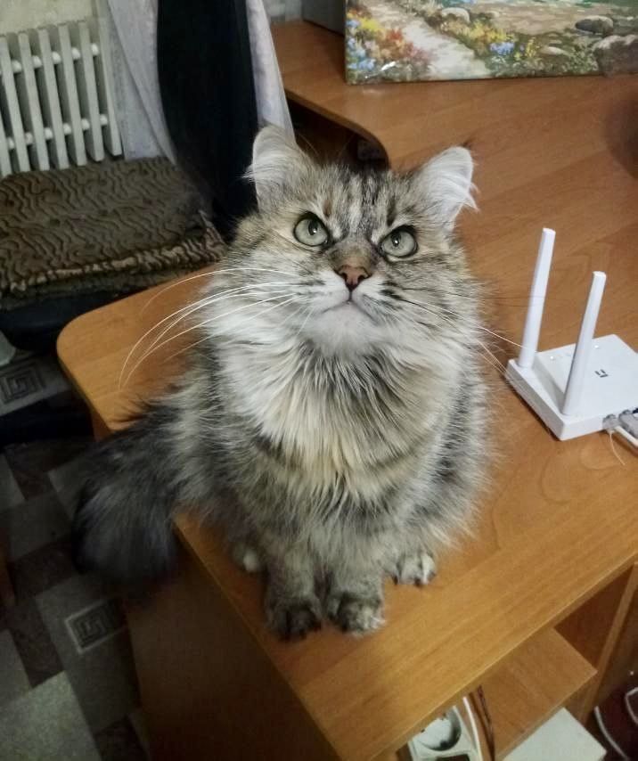 Кошка пушистая сибирская полосатая