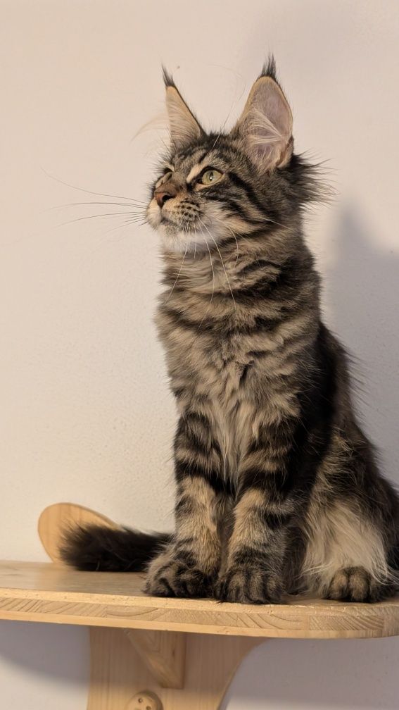 Kotka klasyk Maine Coon. Zapraszamy
