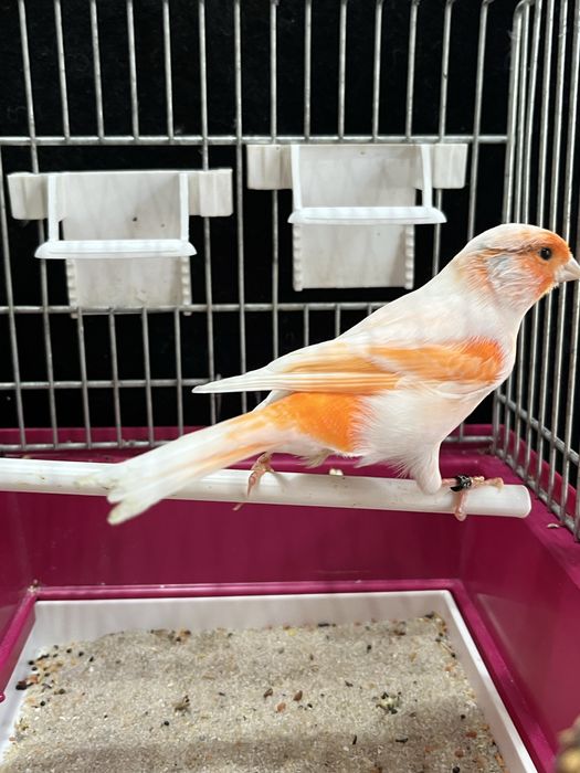 Kanarek (samiec) Aqualife