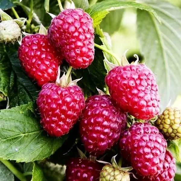 Саджанці малини ремонтантної Полана Полька,Ожина,Смородина