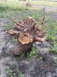 Oddam za darmo drewno sosny
