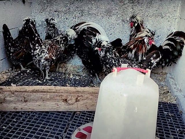 Інкубаційне яйце та курчата, Падуан фарфоровий. 90% оплод. Птиця