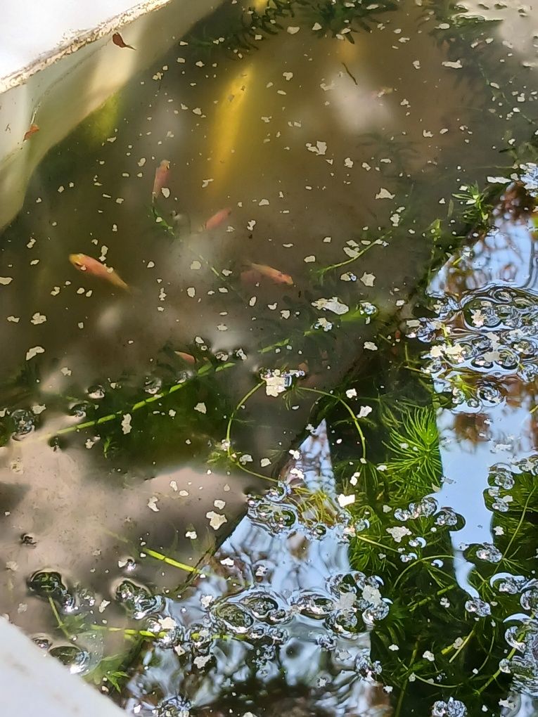 Peixes de água fria para aquários ou lago