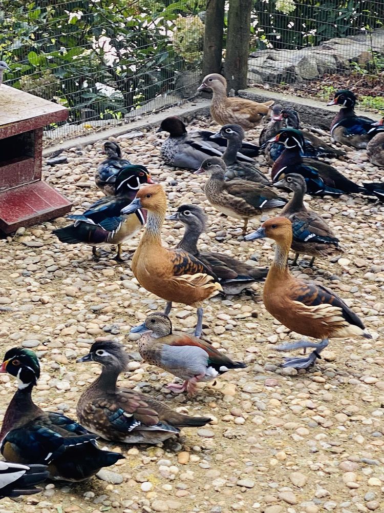 Patos dendrocisne / mandarim /carolino,