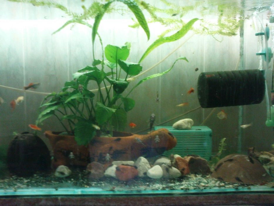 Glonojad - Zbrojnik niebieski