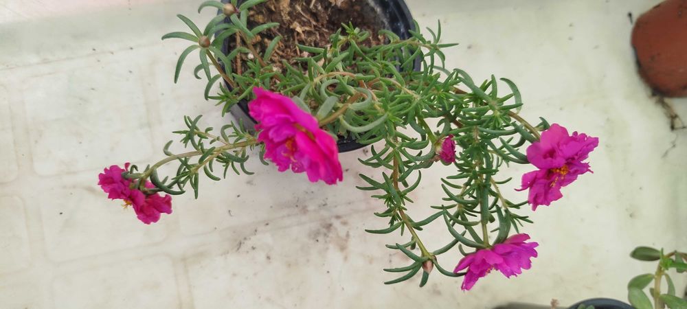 Suculentas lindas por apenas 2.50€