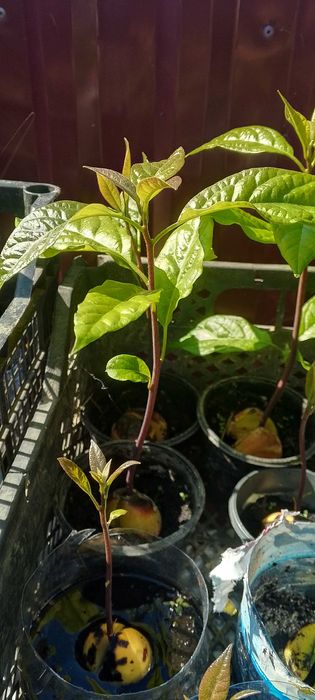 Саджанці авокадо