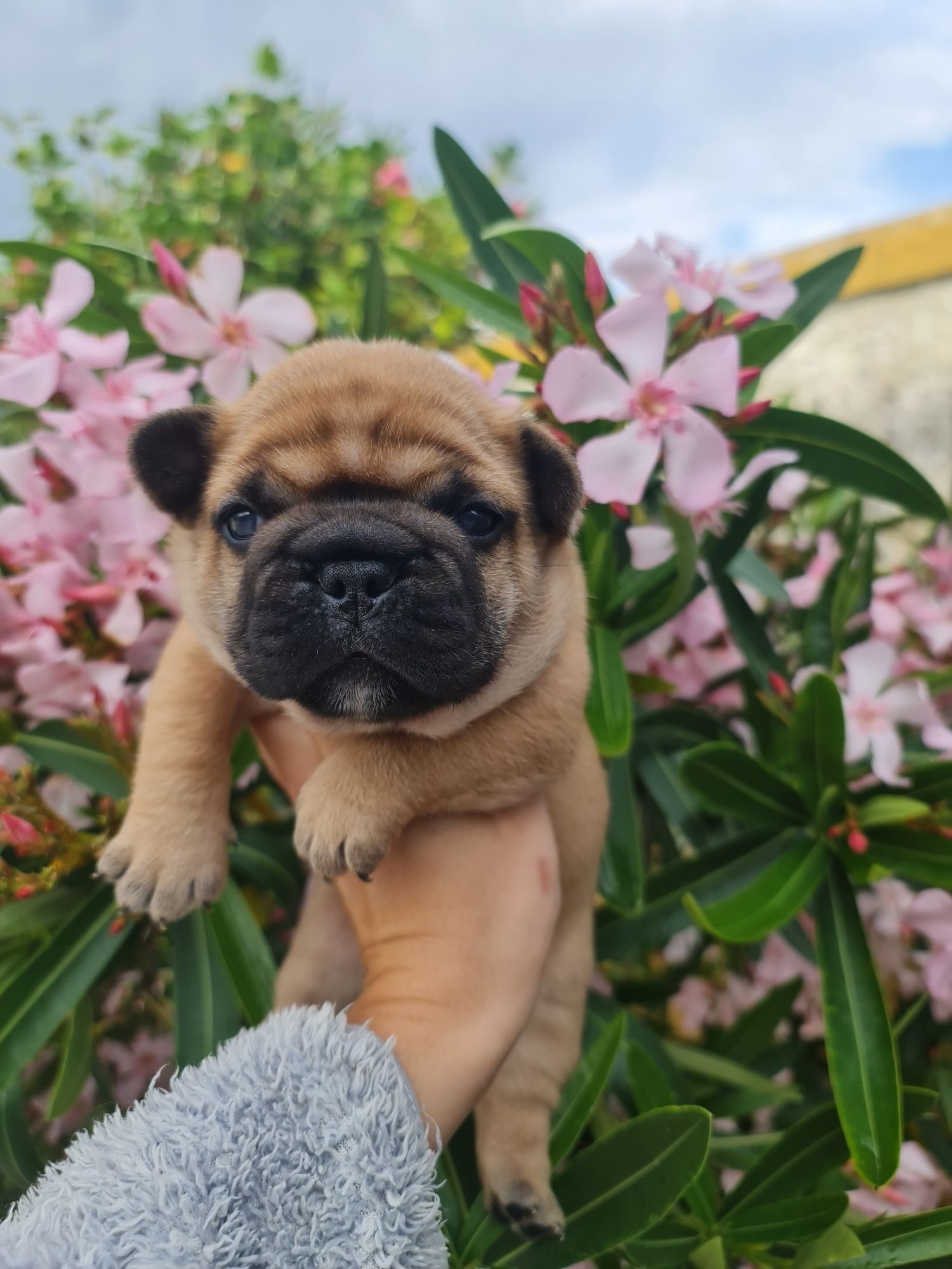 Bulldog Francês Red Fawn