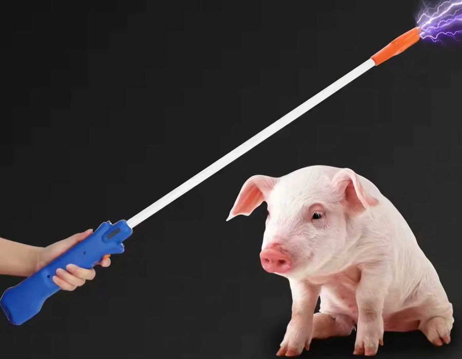 Choque manuseamento de animais