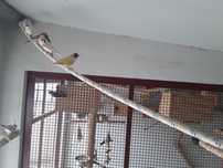 Ultimo diamante gould para ceder